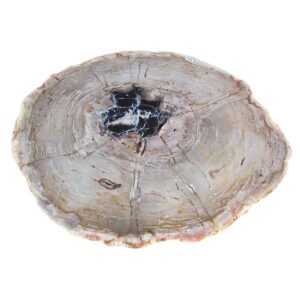 Petrified Wood Slab Coffee Table Round (XXL)