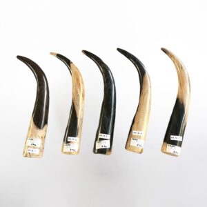 Petrified Wood Tanduk