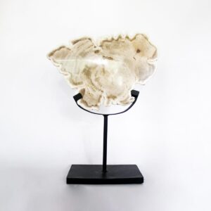 Petrified Wood Home Deco