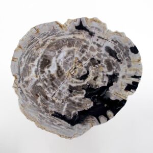 Petrified Wood Slice TPS