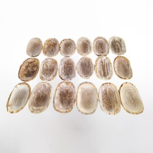 Petrified Wood Plate Long S