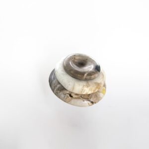 Petrified Wood Bowl Pasta Type S